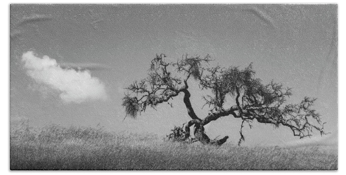 Black And White Bath Towel featuring the photograph Tree and Cloud Carmel Valley CA BW by David Gordon