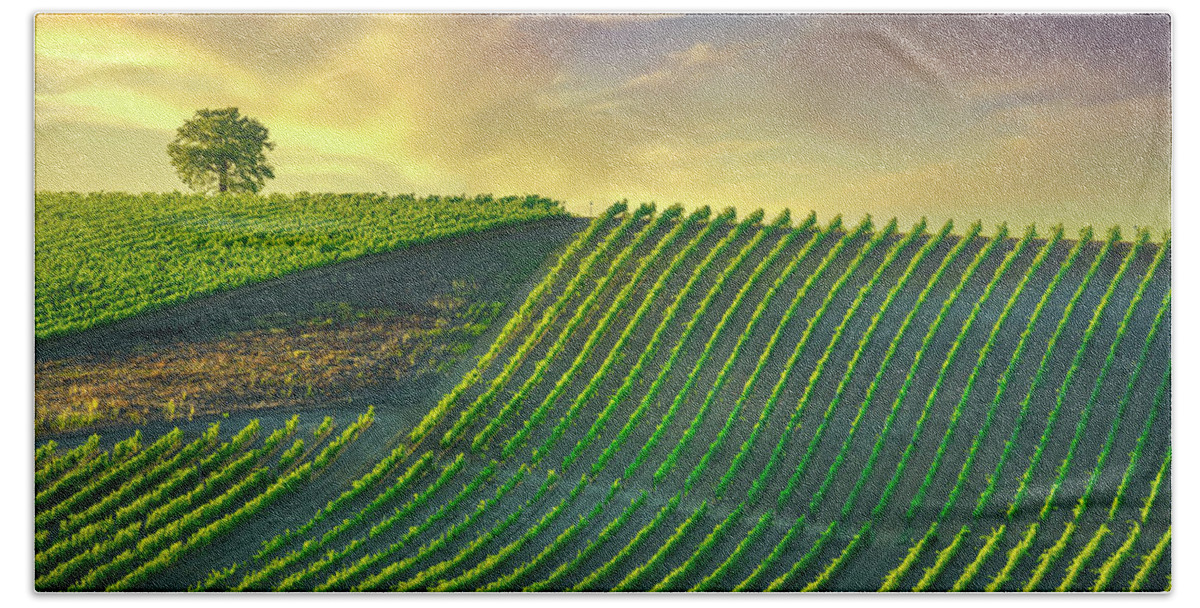 Vineyard Hand Towel featuring the photograph Tree and Vineyards at Sunset. Castellina in Chianti by Stefano Orazzini