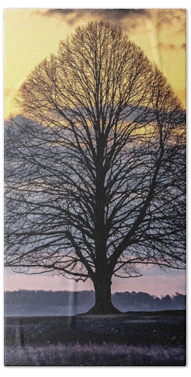 Tree. Sunrise Hand Towel featuring the photograph Tree of Shadows by William Bretton