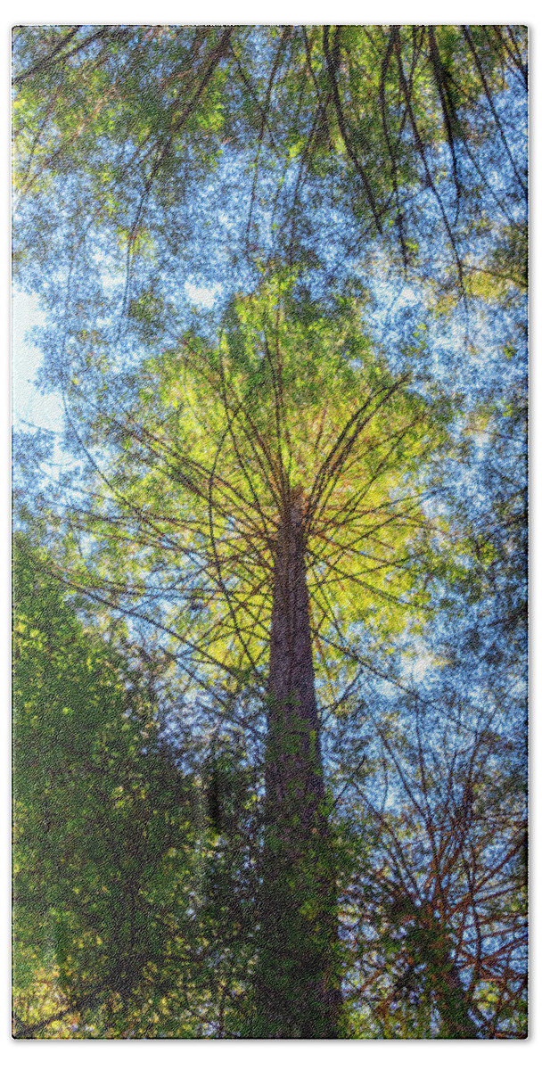 Trees Bath Towel featuring the photograph Tree Reaching to the Sun by Bonnie Follett