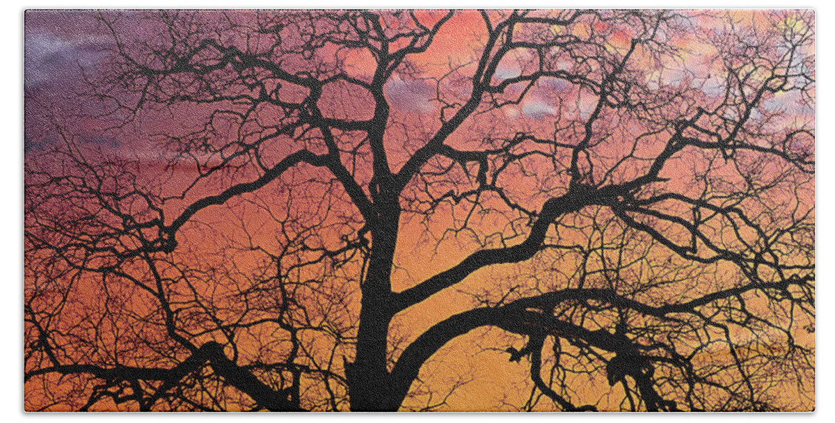 Bark Bath Towel featuring the photograph Tree Sillouette at Sunset by Darryl Brooks