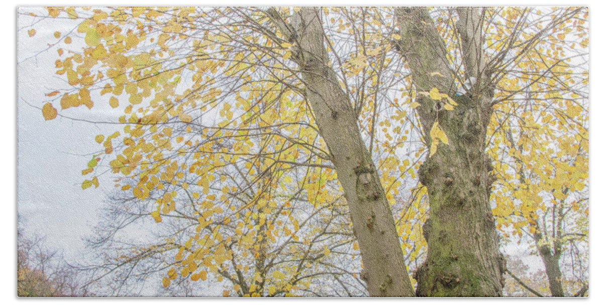 Trent Park Hand Towel featuring the photograph Trent Park Trees Fall 15 by Edmund Peston