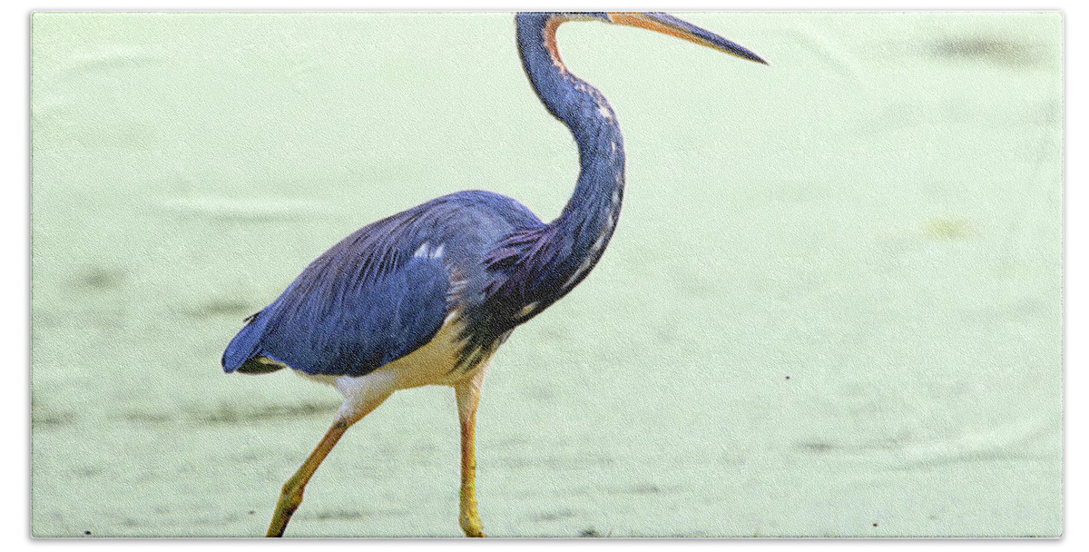 Tricolored Heron Bath Towel featuring the photograph Tricolored Heron by Shixing Wen