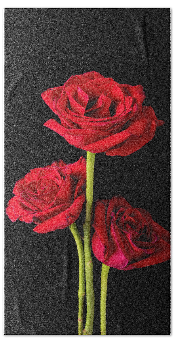 Blooming Bath Towel featuring the photograph Trio of American Beauty Roses on Black by Charles Floyd