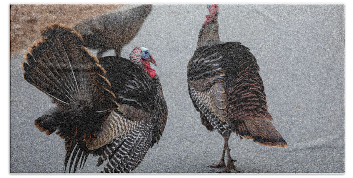 Turkey Bath Towel featuring the photograph Trio of Turkeys by Denise Kopko