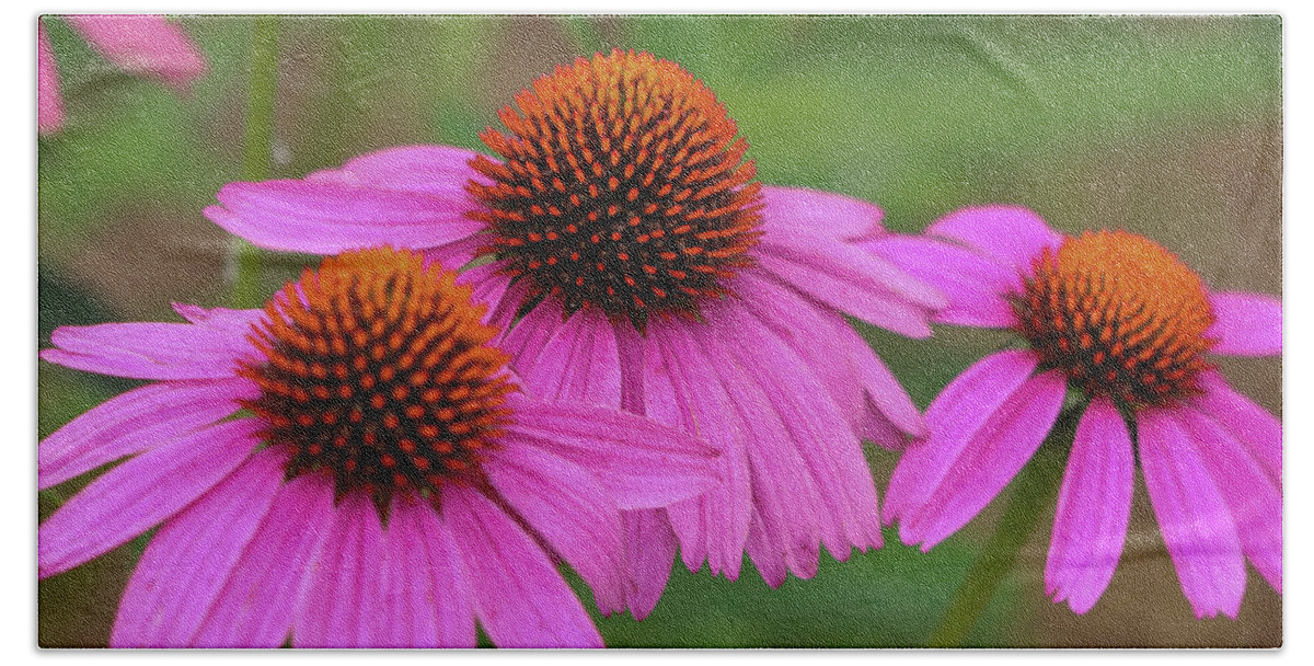 Coneflower Hand Towel featuring the photograph Triple Threat by Mary Anne Delgado