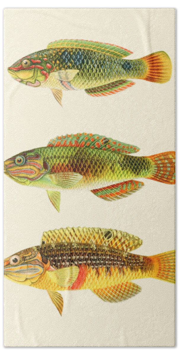 Fish Hand Towel featuring the digital art Tropical Fish Species by Madame Memento