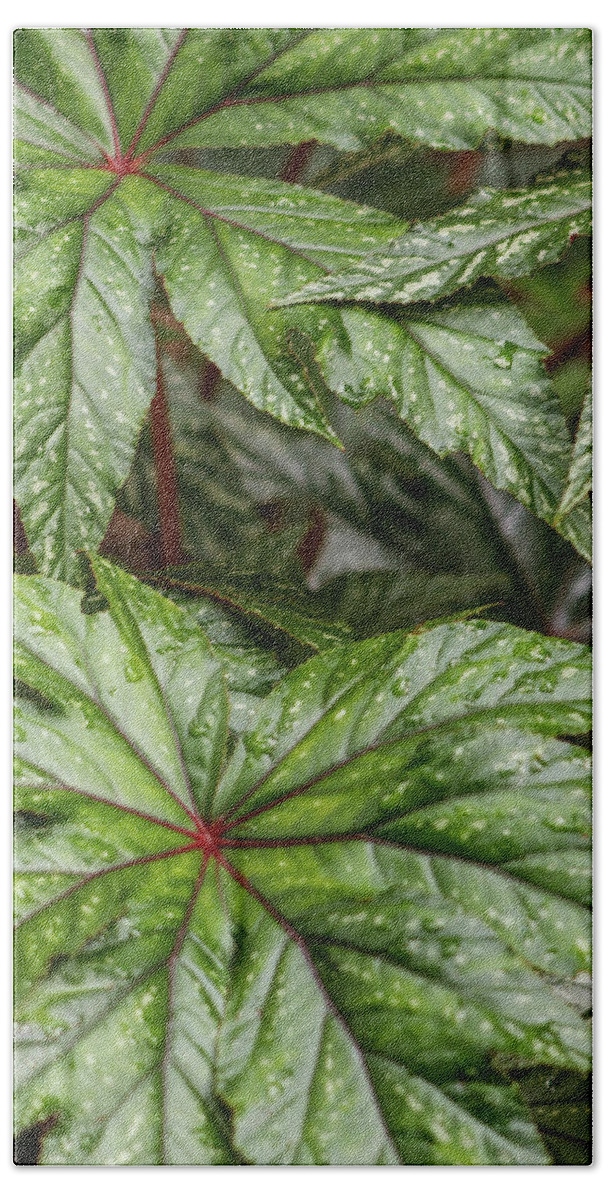 Leaves Hand Towel featuring the photograph Tropical Leaves by Mary Anne Delgado