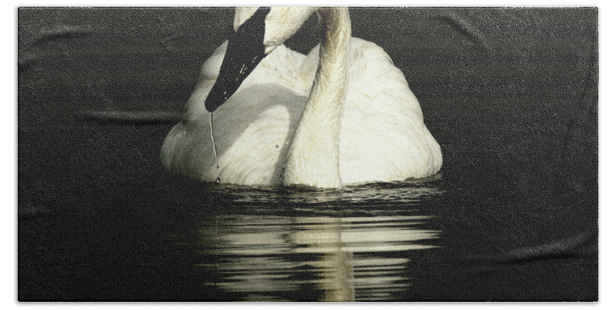 Swan Hand Towel featuring the photograph Trumpeter Swan - Beauty out of darkness by Sue Harper