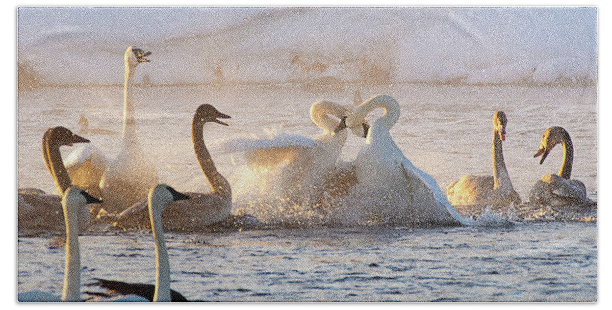 Swan Bath Towel featuring the photograph Trumpeter Swans Sparring by Dennis Hammer