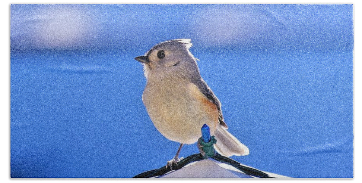 - Tufted Titmouse 3 Bath Towel featuring the photograph - Tufted Titmouse 3 by THERESA Nye
