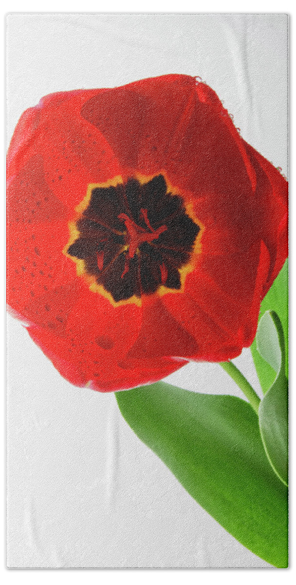 Tulips Hand Towel featuring the photograph Tulip 5 by Richard Rizzo