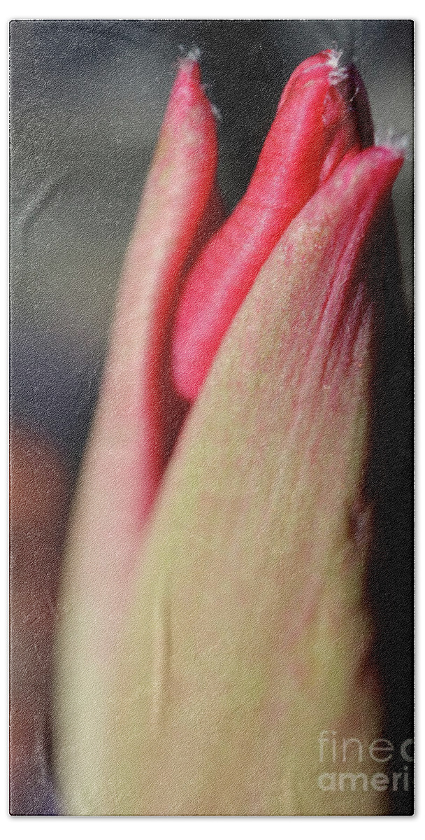 Tulip Hand Towel featuring the photograph Tulip Awakening Kiss by D Lee