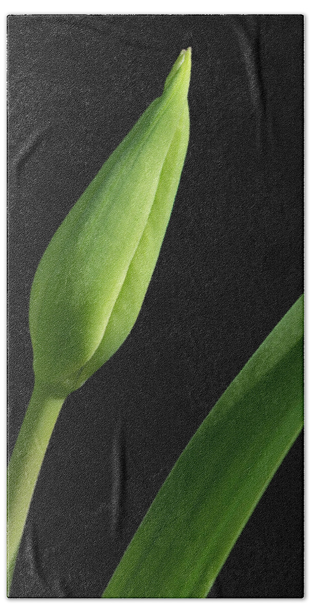 Tulip Bath Towel featuring the photograph Tulip Bud on Black by Karen Smale