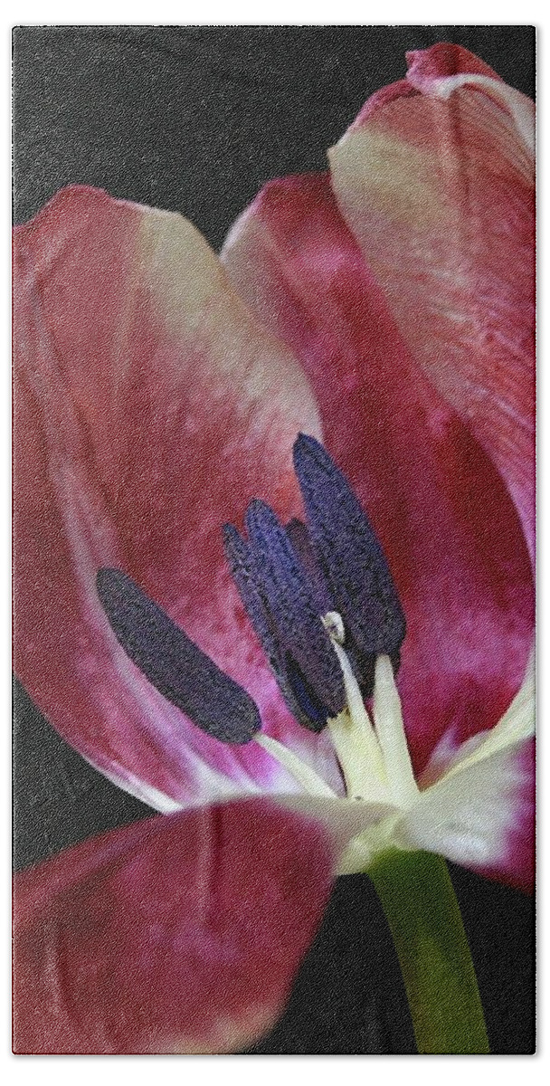 Macro Hand Towel featuring the photograph Tulip Red 042207 by Julie Powell