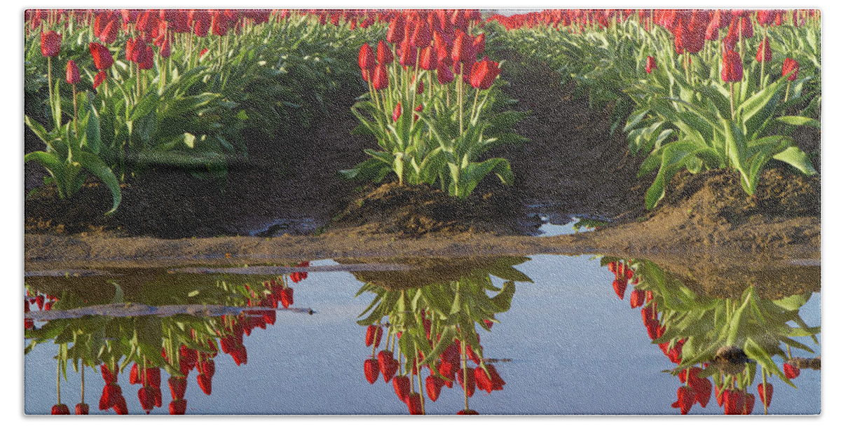 Tulips Bath Towel featuring the photograph Tulip Reflection by Michael Rauwolf