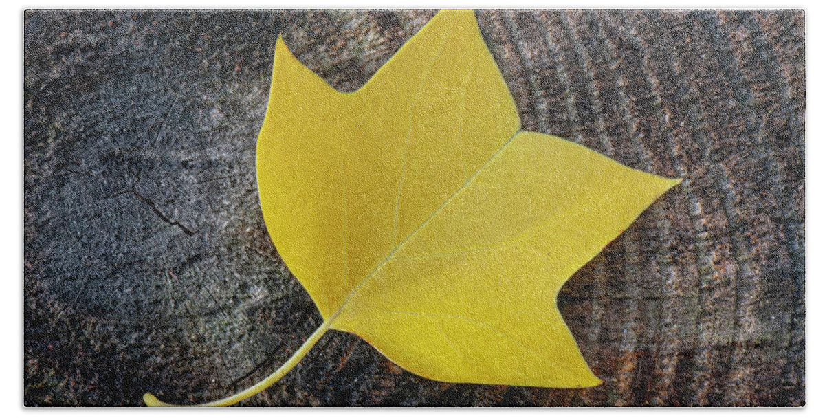 Fall Bath Towel featuring the photograph Tulip Tree Leaf on Log in the Croatan National Forest by Bob Decker