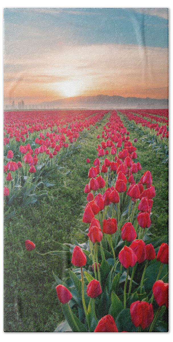 Tulips Bath Towel featuring the photograph Tulips at Sunrise by Michael Rauwolf