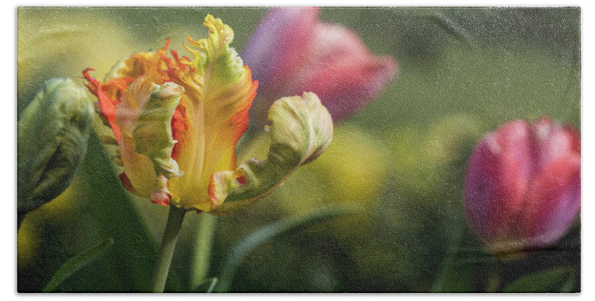 Astoria Hand Towel featuring the photograph Tulips in March by Robert Potts