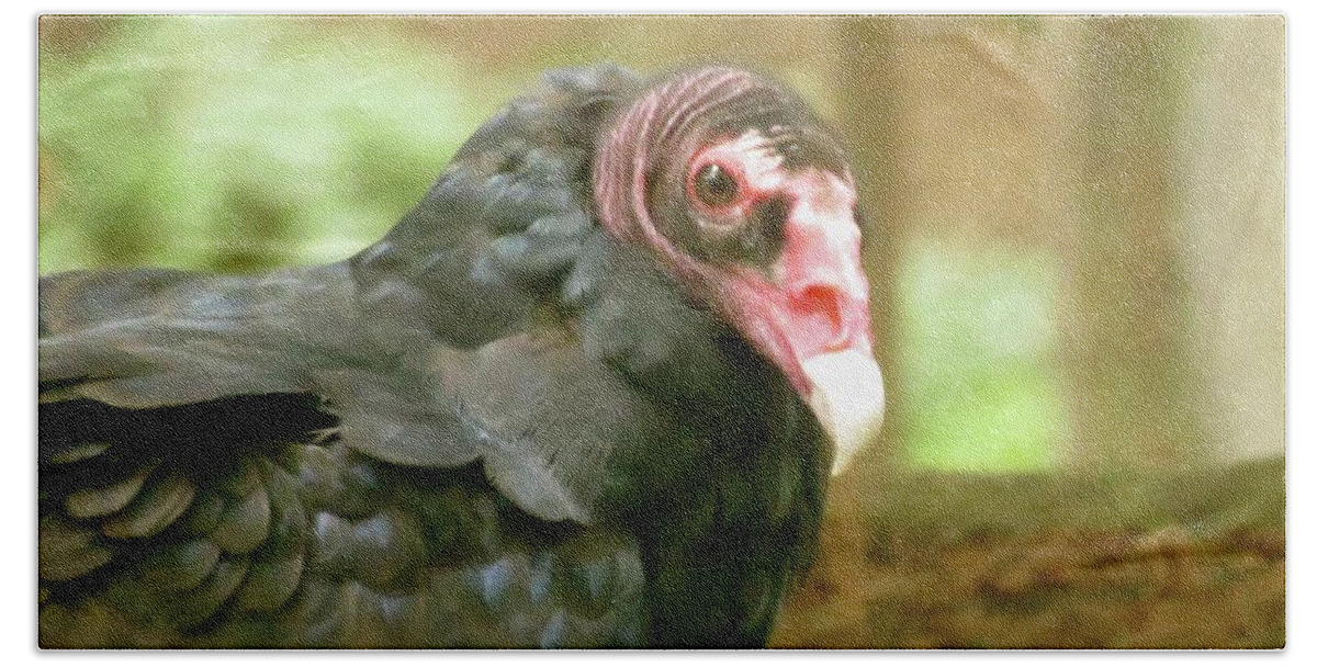 Bird Bath Towel featuring the photograph Turkey Vulture by Azthet Photography