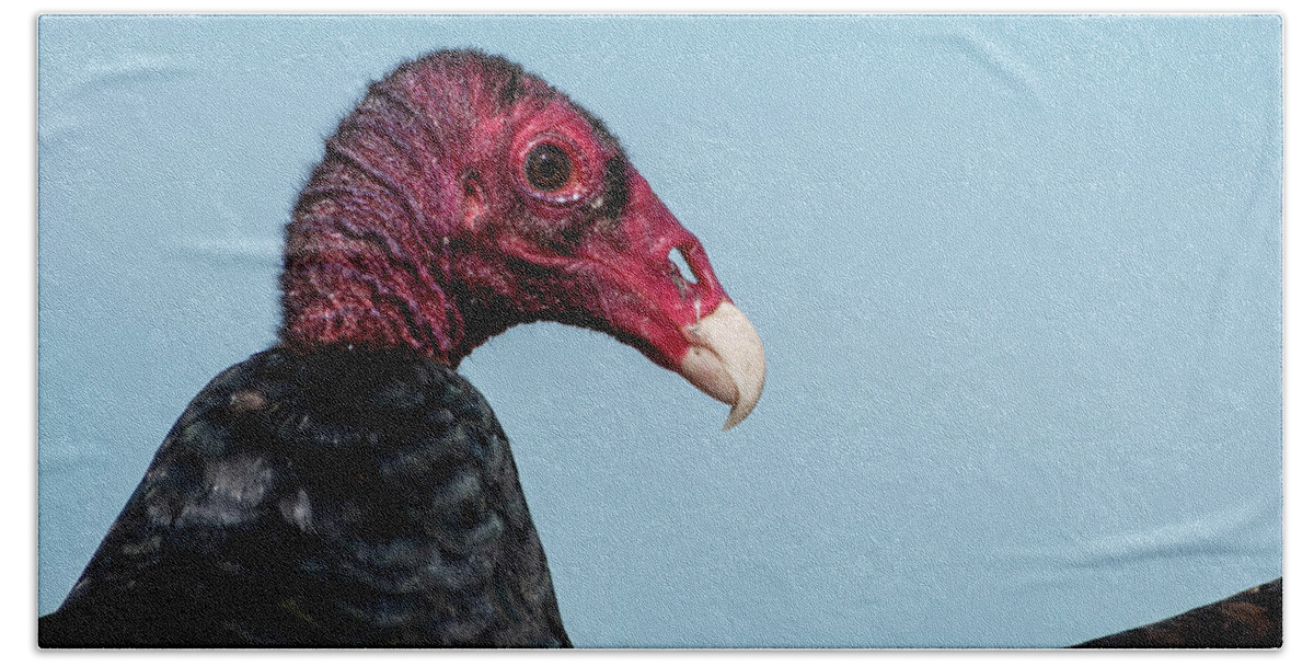 Turkey Vulture Bath Towel featuring the photograph Turkey Vulture Closeup by Bradford Martin