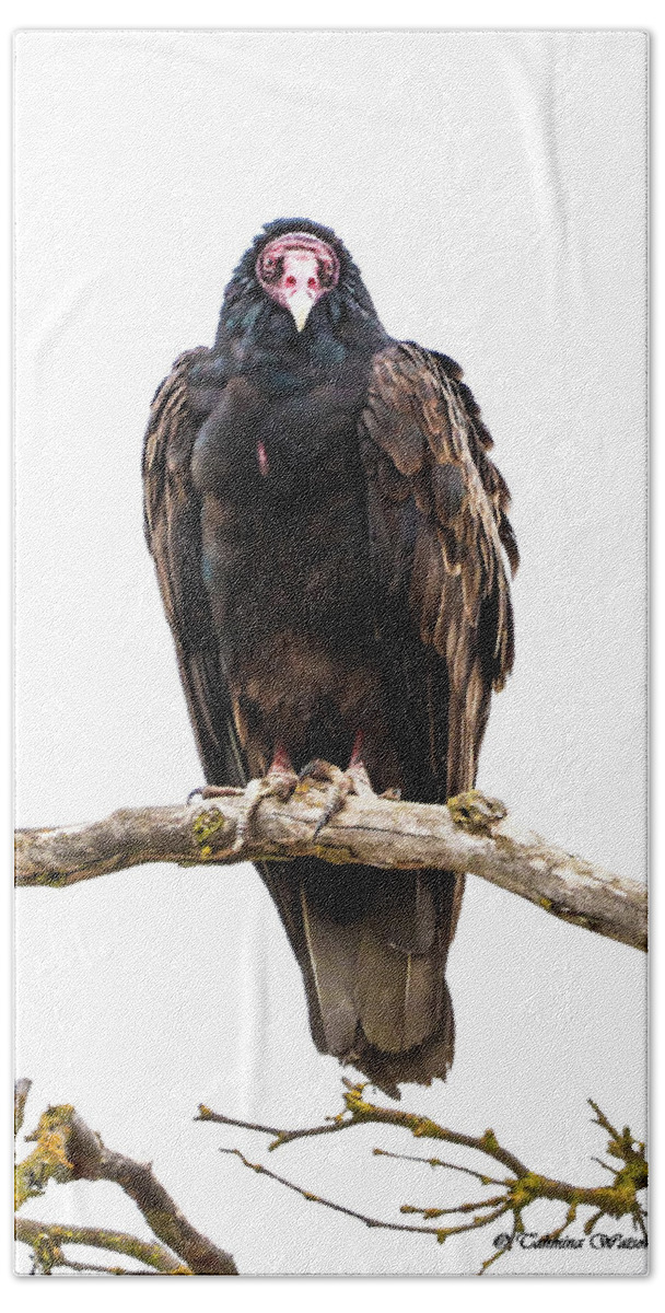 Birds Bath Towel featuring the photograph Turkey Vulture by Tahmina Watson