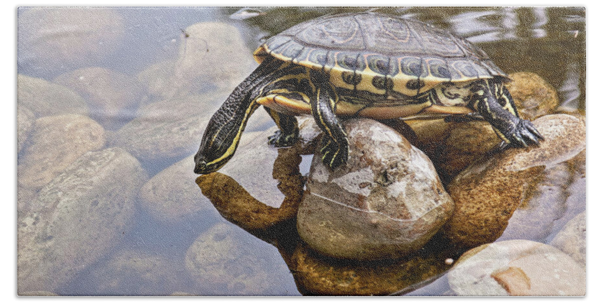 Turtle Bath Towel featuring the photograph Turtle drinking water by Tatiana Travelways