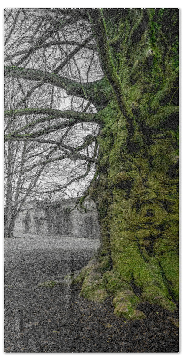 Abbey Bath Towel featuring the photograph Twisted old beech trunk and green moss by Jean-Luc Farges