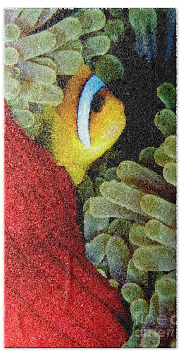 70027140 Hand Towel featuring the photograph Two-banded Anemonefish by Dray van Beeck