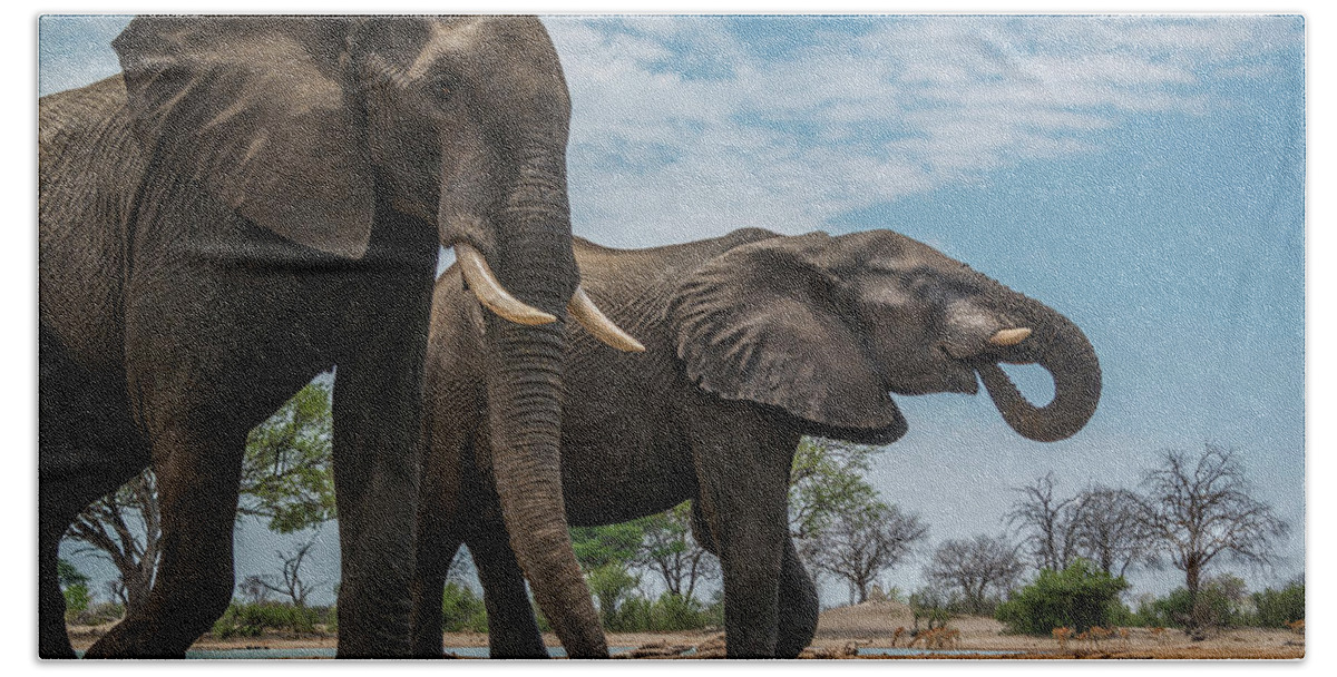 Elephants Bath Towel featuring the photograph Two Bull Elephants by Bill Cubitt