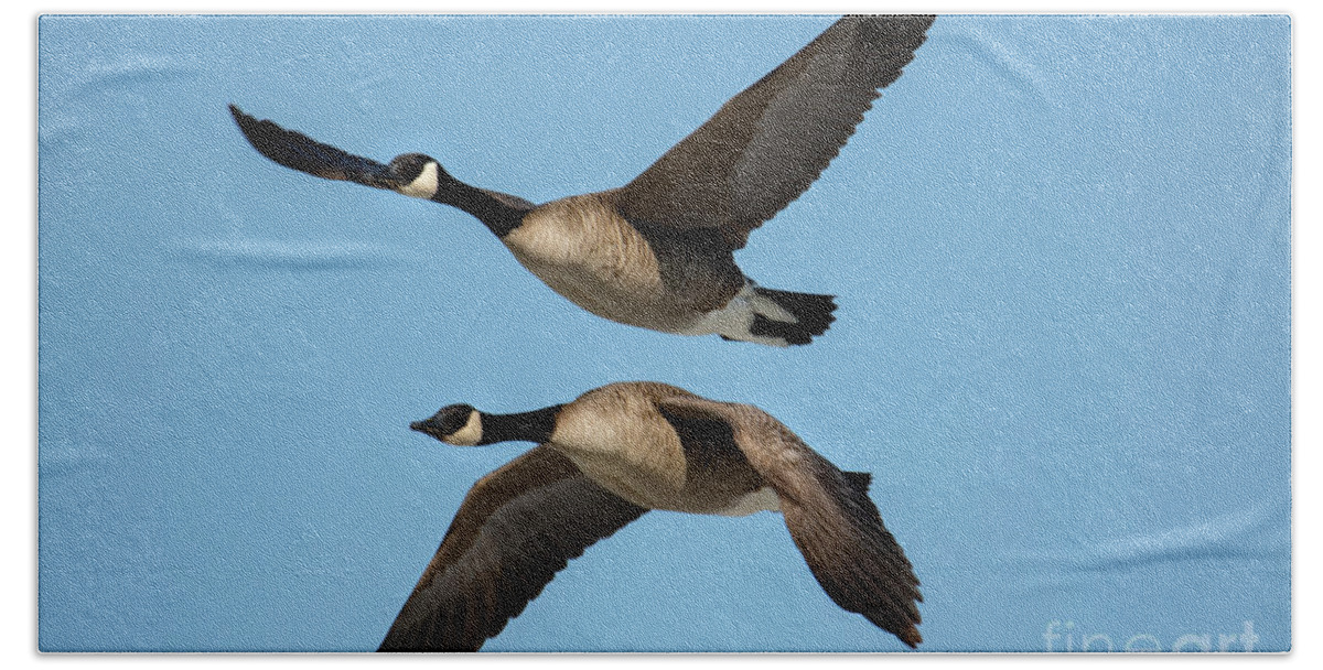 Canadian Geese Bath Towel featuring the photograph Two Geese in Flight Next to Each Other by Sandra J's