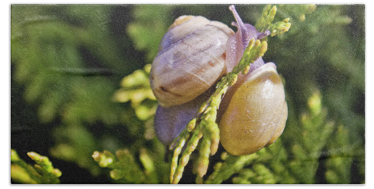 Snails Bath Towel featuring the photograph Two like one by Tatiana Travelways