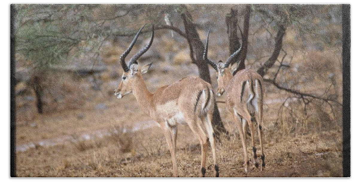 Africa Bath Towel featuring the photograph Two Shy Impala by Russel Considine