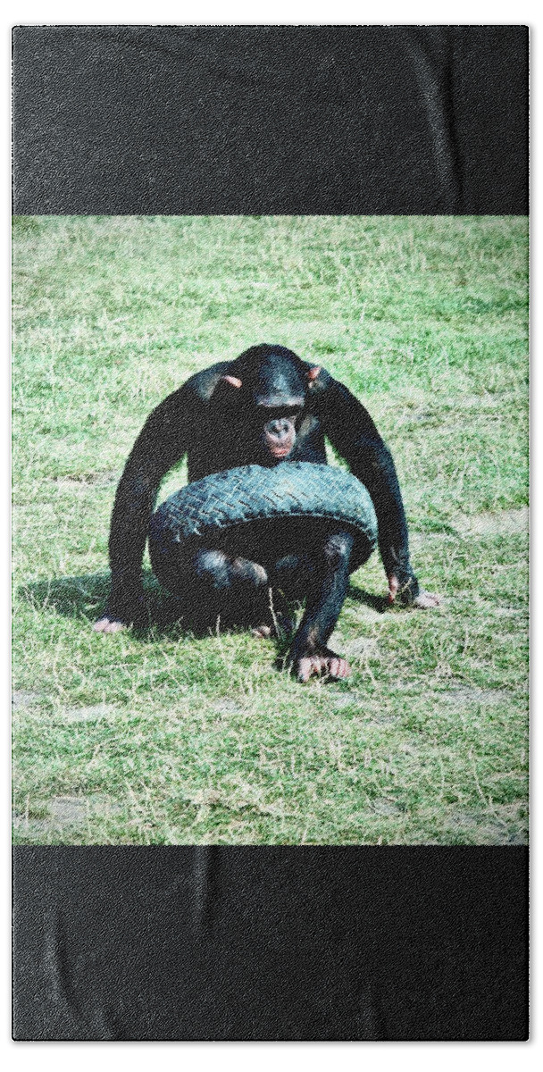 Chimpanzee Hand Towel featuring the photograph Tyred Chimp by Gordon James