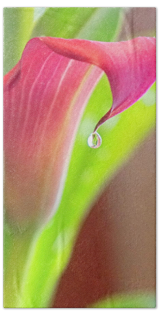 Flower Bath Towel featuring the photograph Van Zyverden Callas Lily Pink Jewel by Bill TALICH