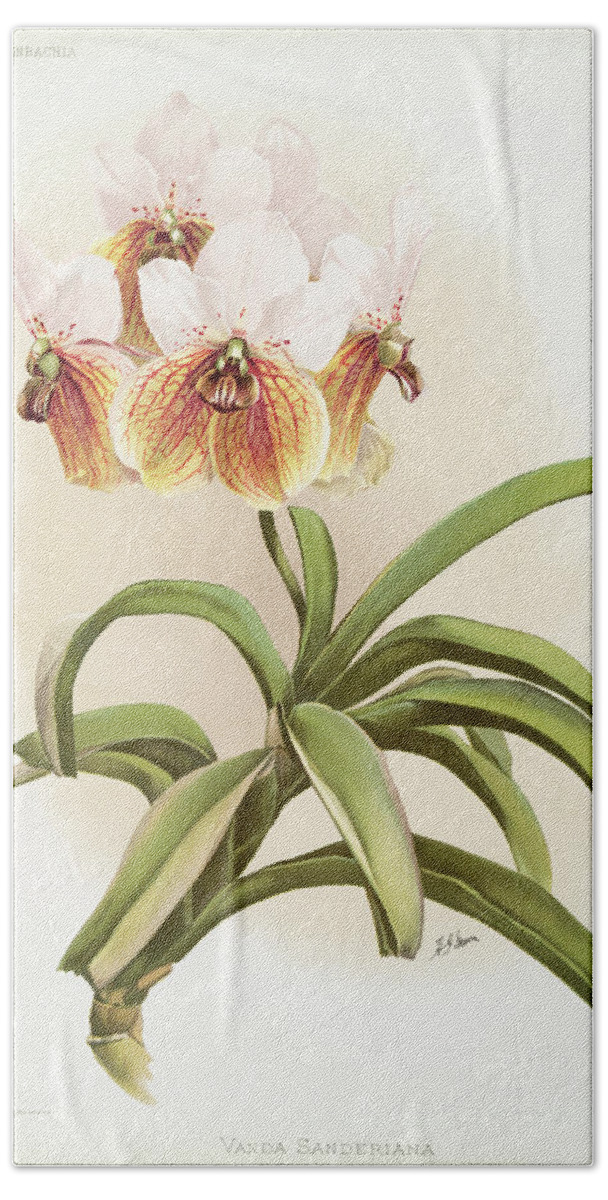 Reichenbachia Orchids Bath Towel featuring the painting Vanda sanderiana Orchid by World Art Collective