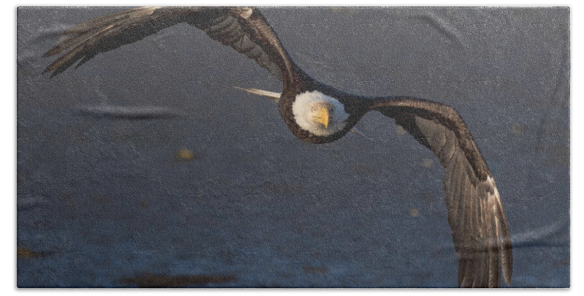 Bald Eagle Bath Towel featuring the photograph Bless This Stress by Scott Warner