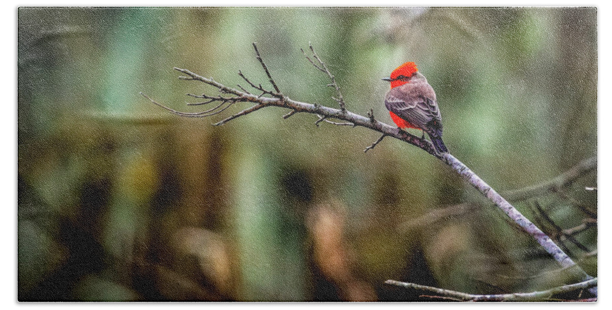 Bird Bath Towel featuring the photograph Vermillion Flycatcher at Brazos Bend by David Morefield