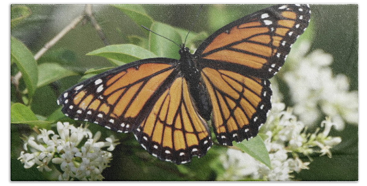Viceroy Butterfly Bath Towel featuring the photograph Viceroy Butterfly on Privet Flowers by Robert E Alter