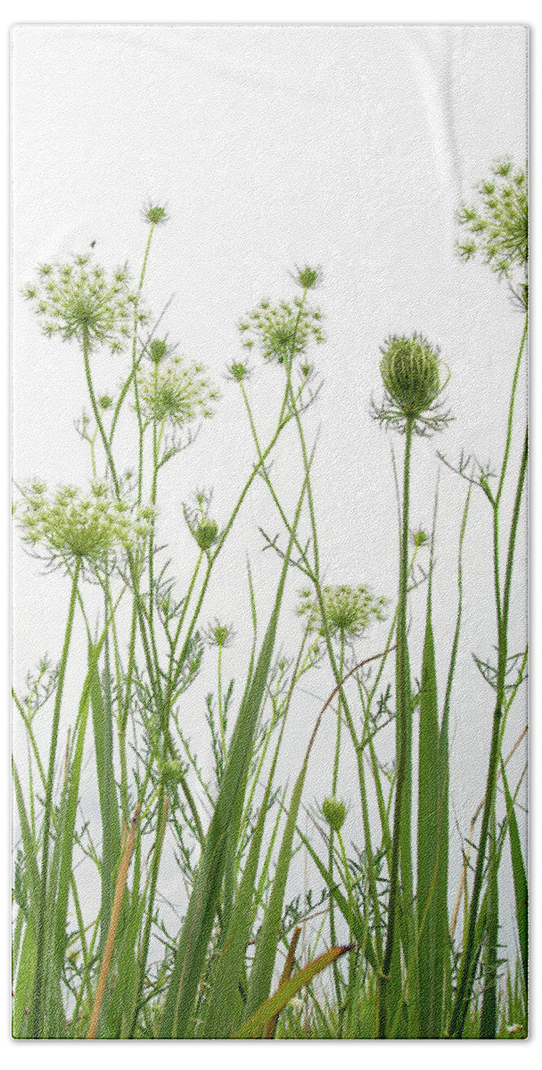 Flowers Hand Towel featuring the photograph View of Queen Anne's Lace by Ray Silva