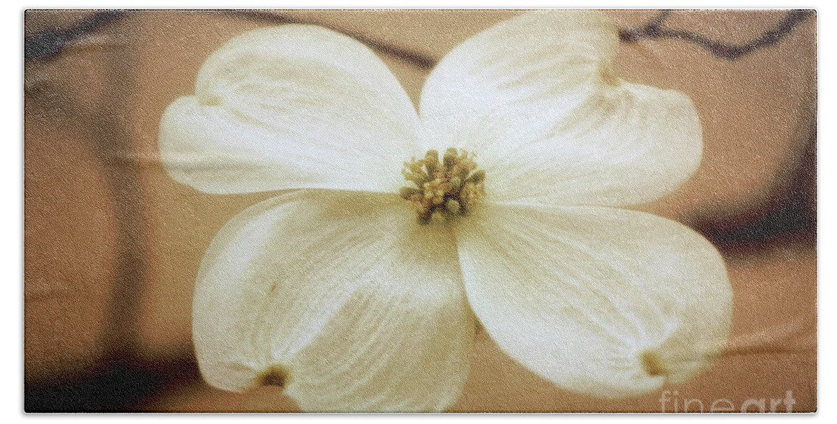 Dogwood; Flower; Blossom; White Flower; Tree; Sepia; Vintage; Horizontal; Botanical; Nature; Hand Towel featuring the digital art Vintage Dogwood by Tina Uihlein