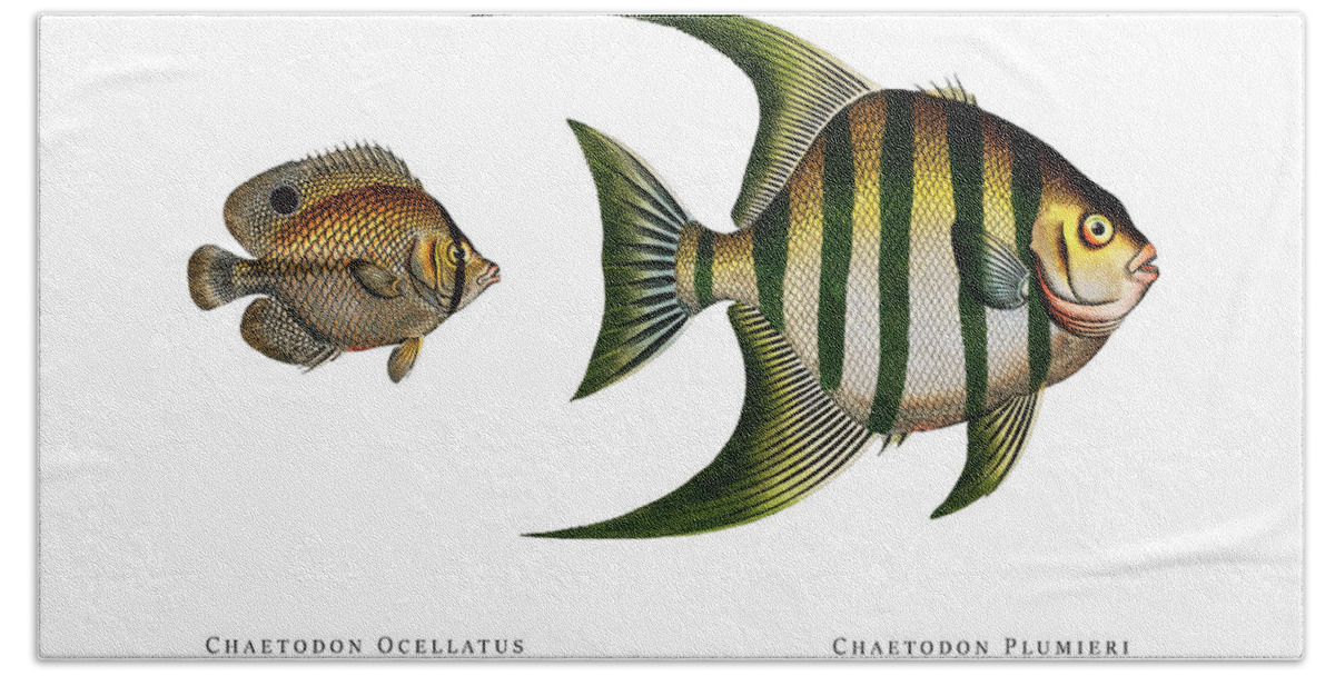 Illustration Bath Towel featuring the digital art Vintage Fish Illustration - Spotfin Butterflyfish, Atlantic Spadefish by Studio Grafiikka