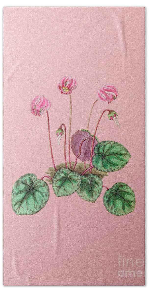 Holyrockarts Bath Towel featuring the mixed media Vintage Shore Cyclamen Flower Botanical Illustration on Pink by Holy Rock Design