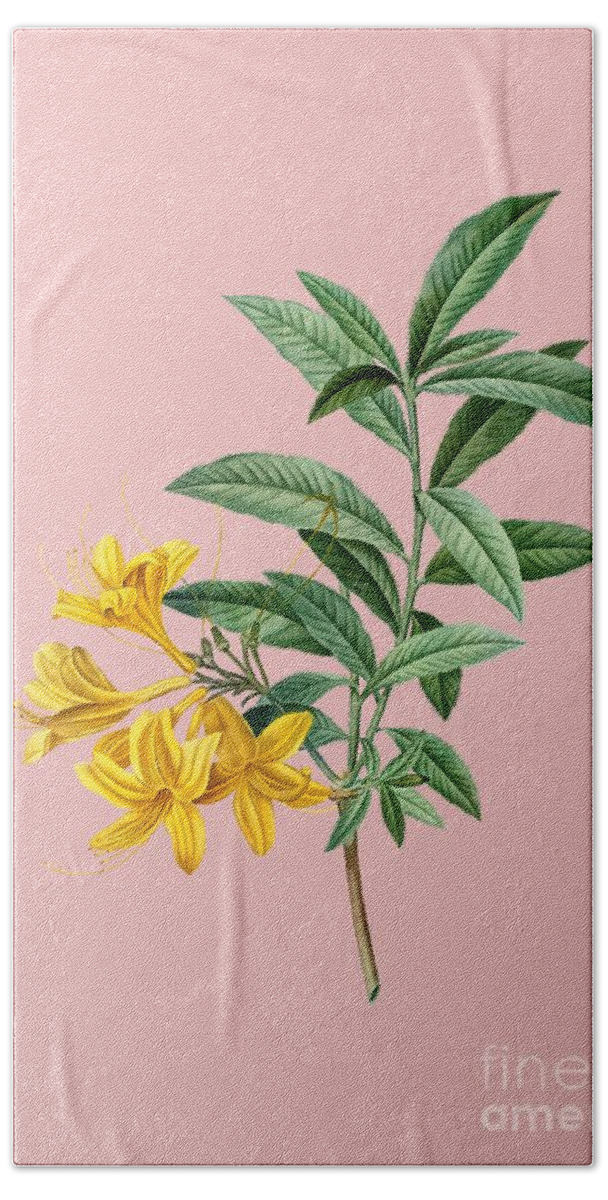 Holyrockarts Bath Towel featuring the mixed media Vintage Yellow Azalea Botanical Illustration on Pink by Holy Rock Design