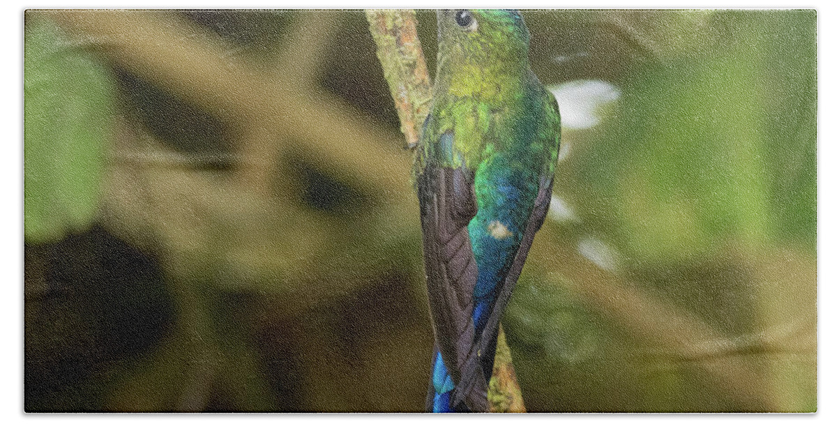 Violet-tailed Sylph Bath Towel featuring the photograph Violet-Tailed Sylph Male by Eva Lechner