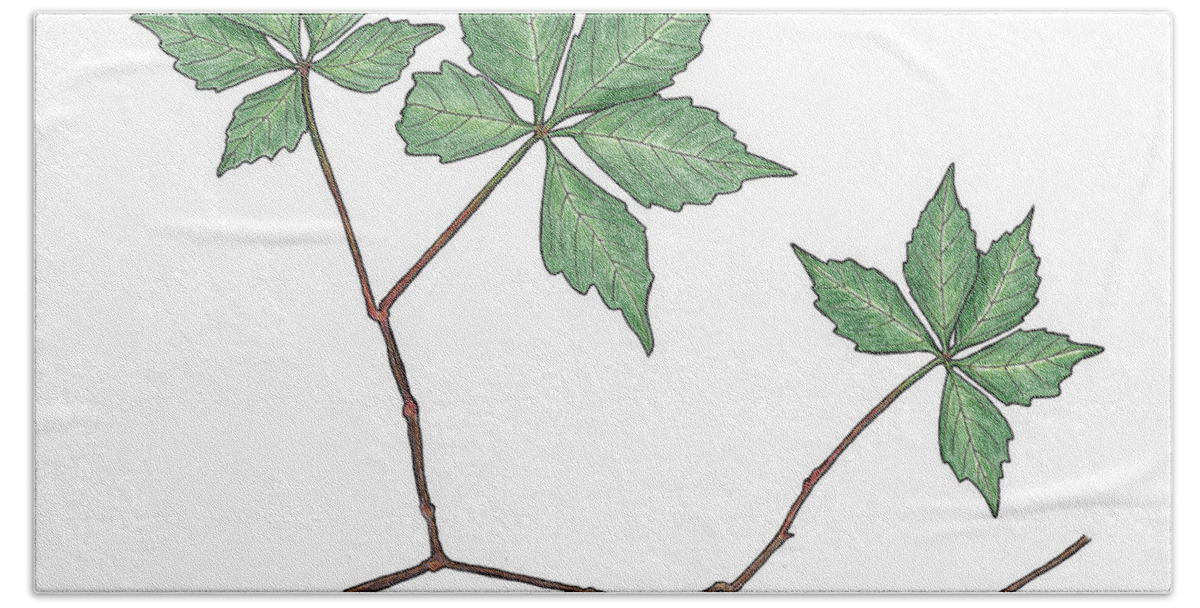 Botanical Hand Towel featuring the drawing Virginia Creeper by Teresamarie Yawn