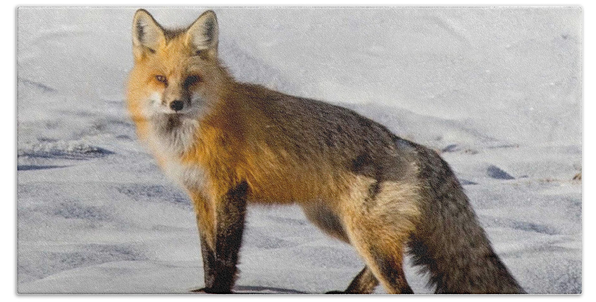 Fox Hand Towel featuring the photograph Vixen by Carolyn Mickulas