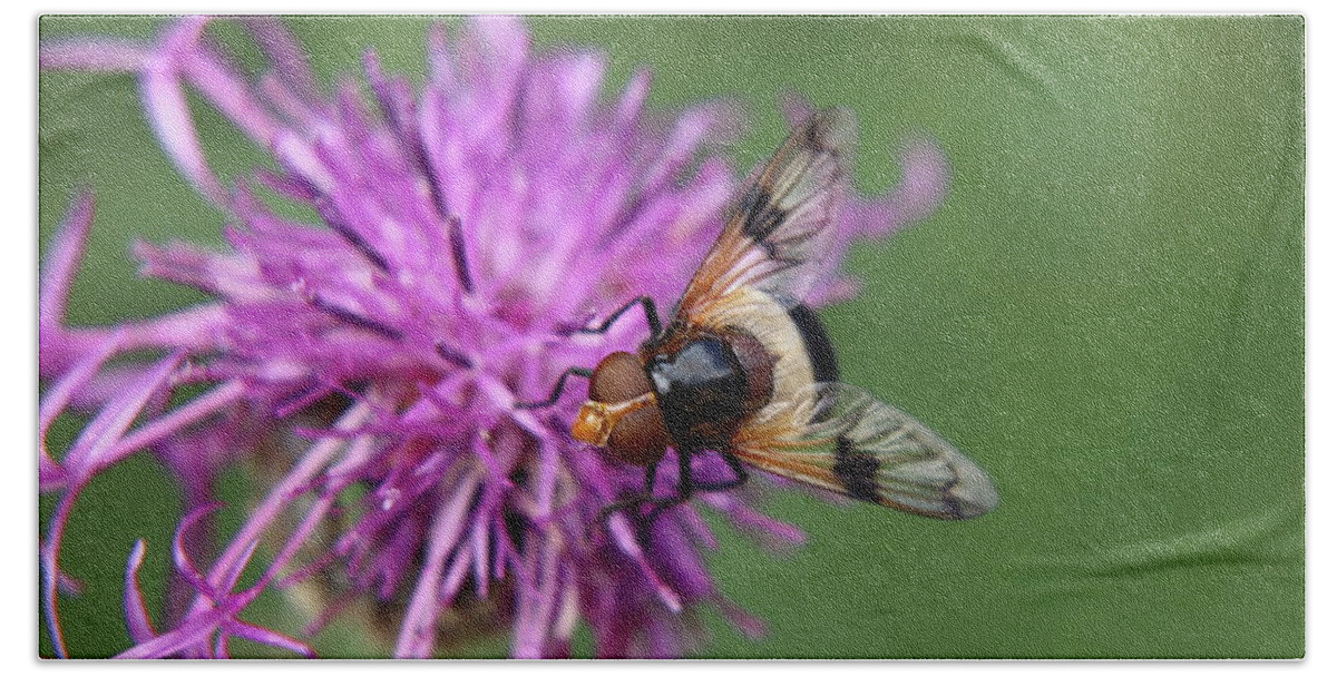 Volucella Pellucens Bath Towel featuring the photograph Volucella pellucens sitting and standing on red clover trying find some sweet by Vaclav Sonnek