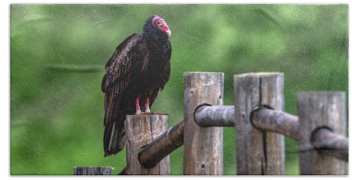 Wildlife Bath Towel featuring the photograph Vulture on a Post by Paul Freidlund