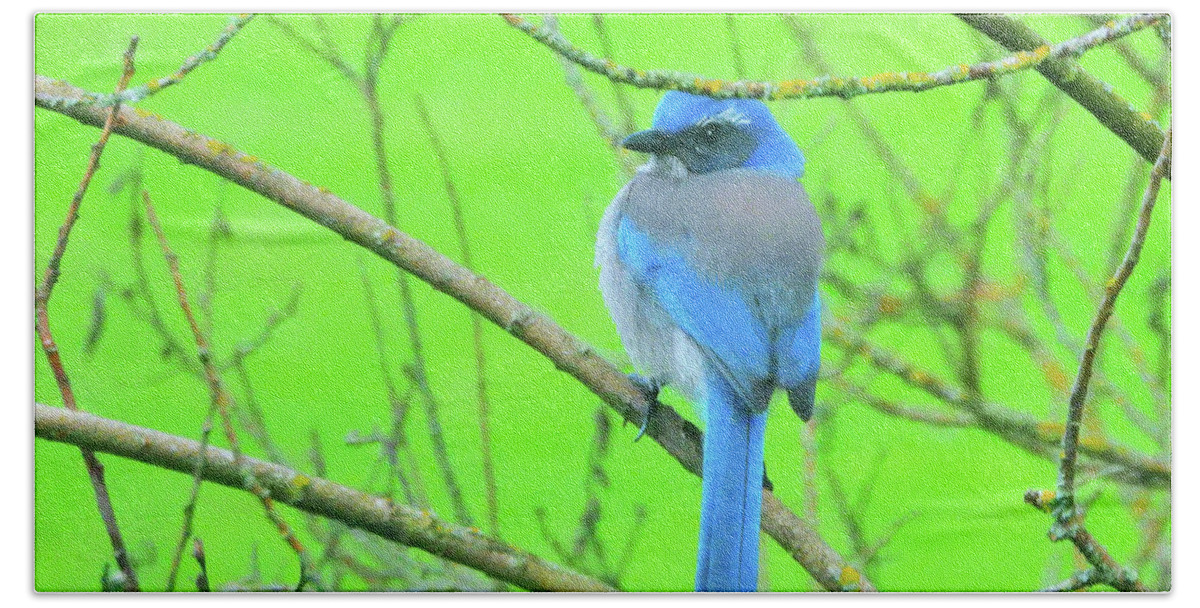  California Scrub-jay Hand Towel featuring the photograph Waiting for Peanuts by Scott Cameron